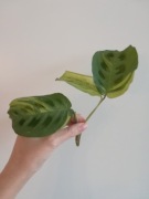 Maranta kercherova variegata KOLEKCJONERSKA