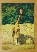 WROCŁAW ZOO Żyrafa somalijska Pocztówka P. Krassowski BW "RUCH"