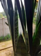 Sanseweria, wężownica