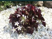 Koniczynka Szczawik szczęścia Oxalis Triangularis  14 kłączy