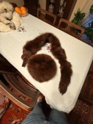 Kołnierz z lisa + czapka z lisa