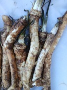 Chrzan korzeń do tarcia 0,5 kg.