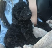 piękna suczka (mieszanka pudla z terrierem)