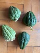 Kolczoch jadalny (susu/chayote) do sadzenia 