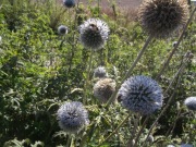 Przegorzan pospolity 250 gram. 