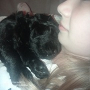 Czarny terier rosyjski 