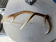 Rogi jelenia, poroże, jeleń, ozdoba, trofea