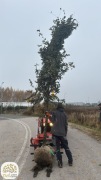 brzostnica japońska, zelkova, wiąz górski, 12-40cm, duże drzewa kopane