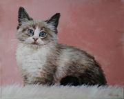 Obraz akrylowy Kot 25x30 cm