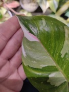 Philodendron White Princess - sadzonka ze zdjęcia