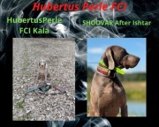 Wyżeł weimarski krótkowłosy, HUBEERTUS PERLE FCI, 7 suczek, 3 psy