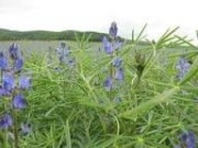 Łubin regent wąskolistny