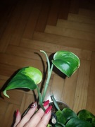 Scindapsus jade satin aurea cięty szczyt