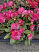 Rododendron Germania duże okazy