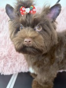 Yorkshire Terrier, czekoladowy 