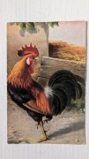 Kogut kura kurnik stara pocztówka 