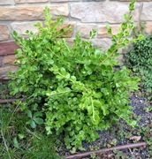 Bukszpan drobnolistny 'Green Jade' microphylla 012