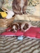 Szpic miniaturowy pomeranian