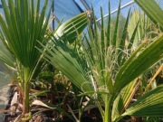 Waszyngtonia robusta 