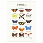 Plakat edukacyjny MOTYLE I A3 I