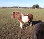 OBORNIK KOŃSKI EKOLOGICZNY ŚWIEŻY 60 L 