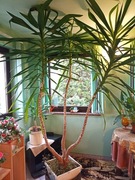 Juka  -  Yucca -- 3 pędy --  260 cm -- Okazja !!!