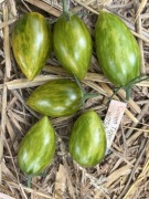 Pomidor Green Tiger kolekcjonerskie nasiona