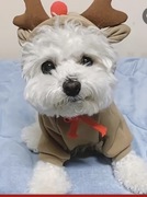 Bluza z kapturem renifer dla małych psów/ Kotów w rozmiarze S