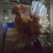 kogut ozdobny sułtan