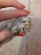 Spreparowana głowa papużki falistej