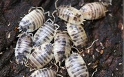 Porcellio laevis dairy cow 15 szt.