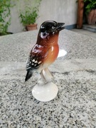 Cudowny, piękny ptak