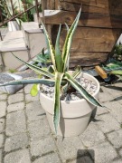 WIELKA AGAWA DON 35CM