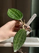 Hoya macrophylla | hoja