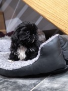 Shih-tzu szczeniaki