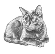 Rysunek kota – portret na zamówienie | Ręcznie rysowany