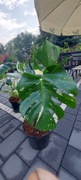 Monstera thai varegiata. Fikus Benjamin 