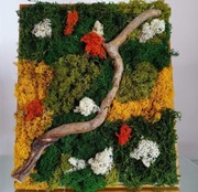 ŻYWY OBRAZ Z MCHU DEKORACJA PREZENT KOLORY 35,5X42