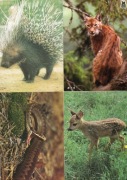 Żmija, Sarna, Ryś, Jeżozwierz - Pocztówki 4 szt.- ŚPN