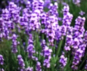 Sztuk Lawendy Munstead