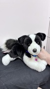 Border collie Douglas cuddle toys