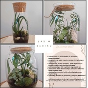 Las w słoiku - własny ekosystem