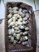 Lampa elektronowa EAA91