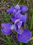 Irys syberyjski 'Silver Edge' Iris sibirica