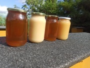 Sprzedam miód lipowy, rzepakowy, wielokwiatowy