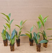 LAUROWIŚNIA CAUCASICA  PROMOCJA !!!!!!