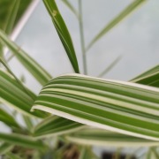 Trawa Turzyca w Doniczkach  szt 5,99zł /szt