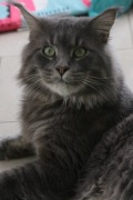 Rodowodowy wykastrowany kocur Maine Coon