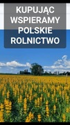 Ostatnie kilogramy Łubin żółty szerokolistny mister na poplon 10kg