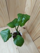 Epipremnum jungle star / merble green 